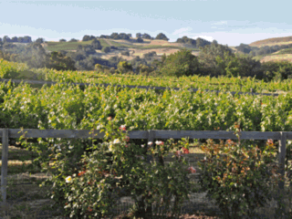 Grapes Vineyards Winemaking Barrel rollover image